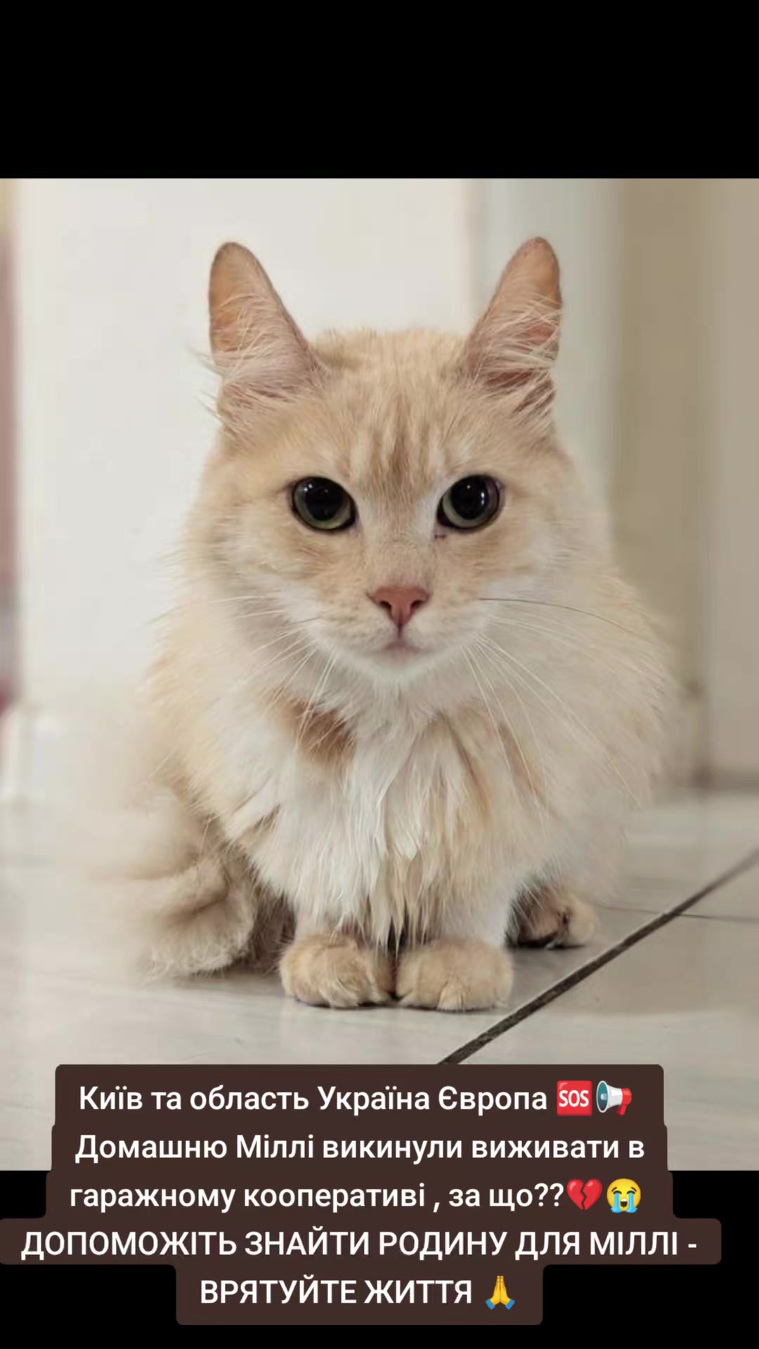 @MosakAnimalHub