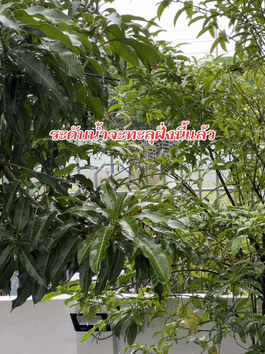 @พอแอนอ