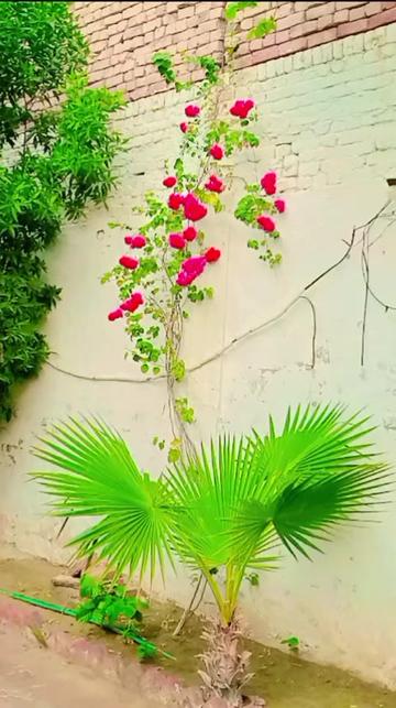 @Raza jutt 751