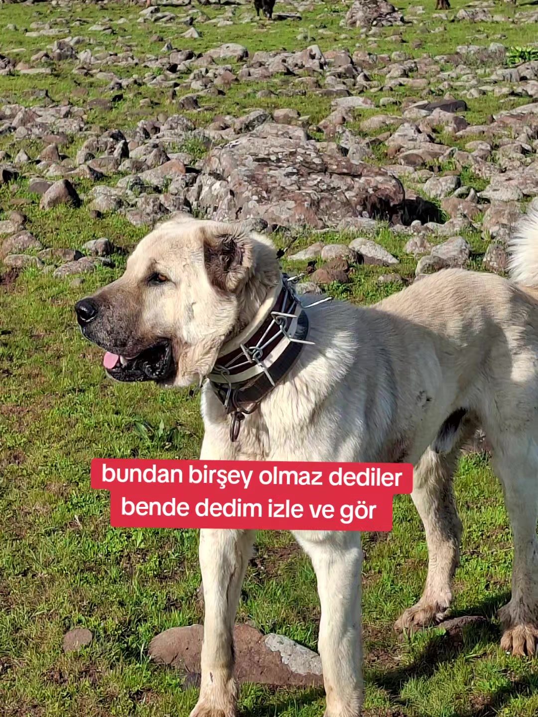 @ali çınar