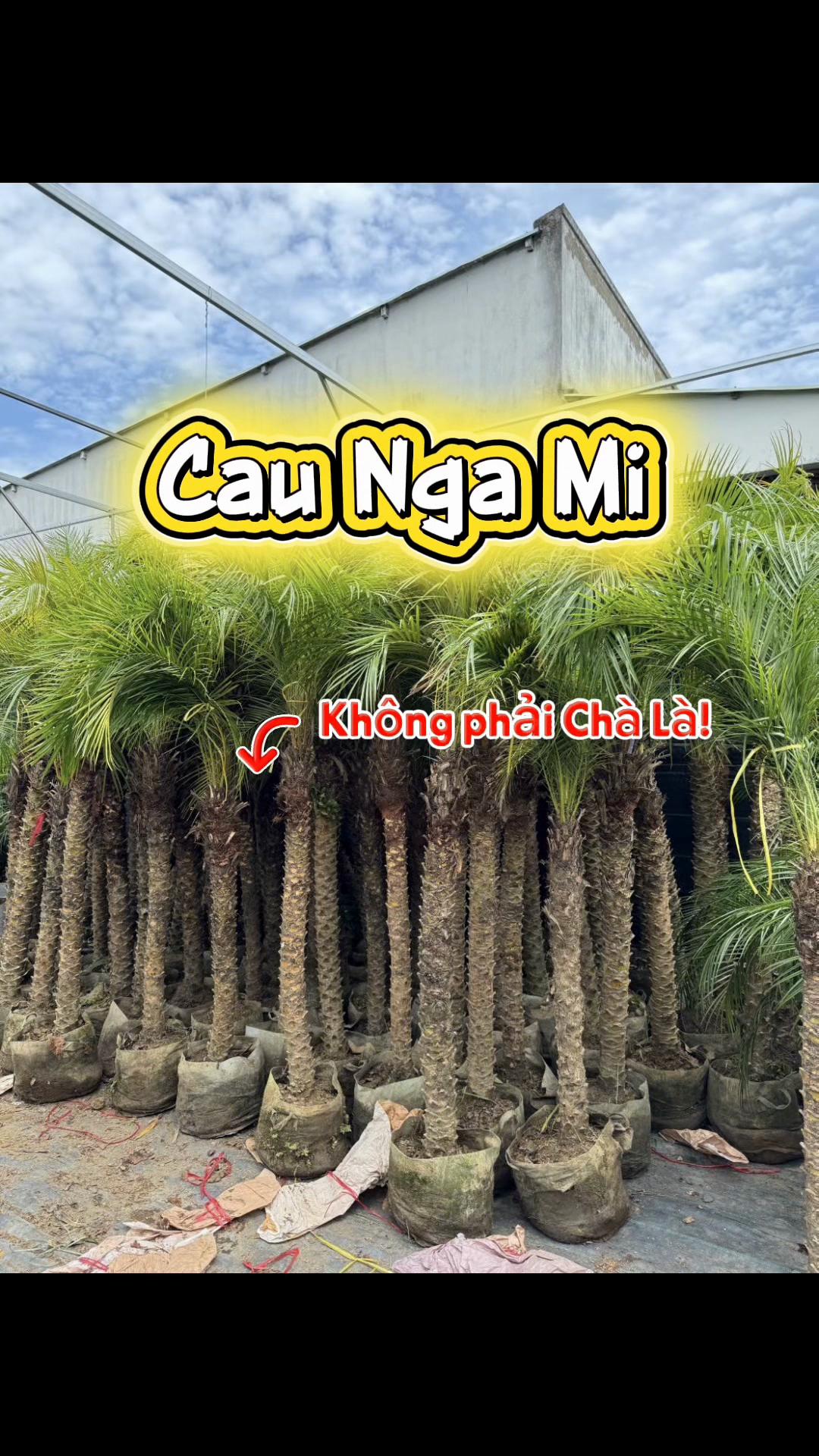 @Tiệm Lá Nhỏ