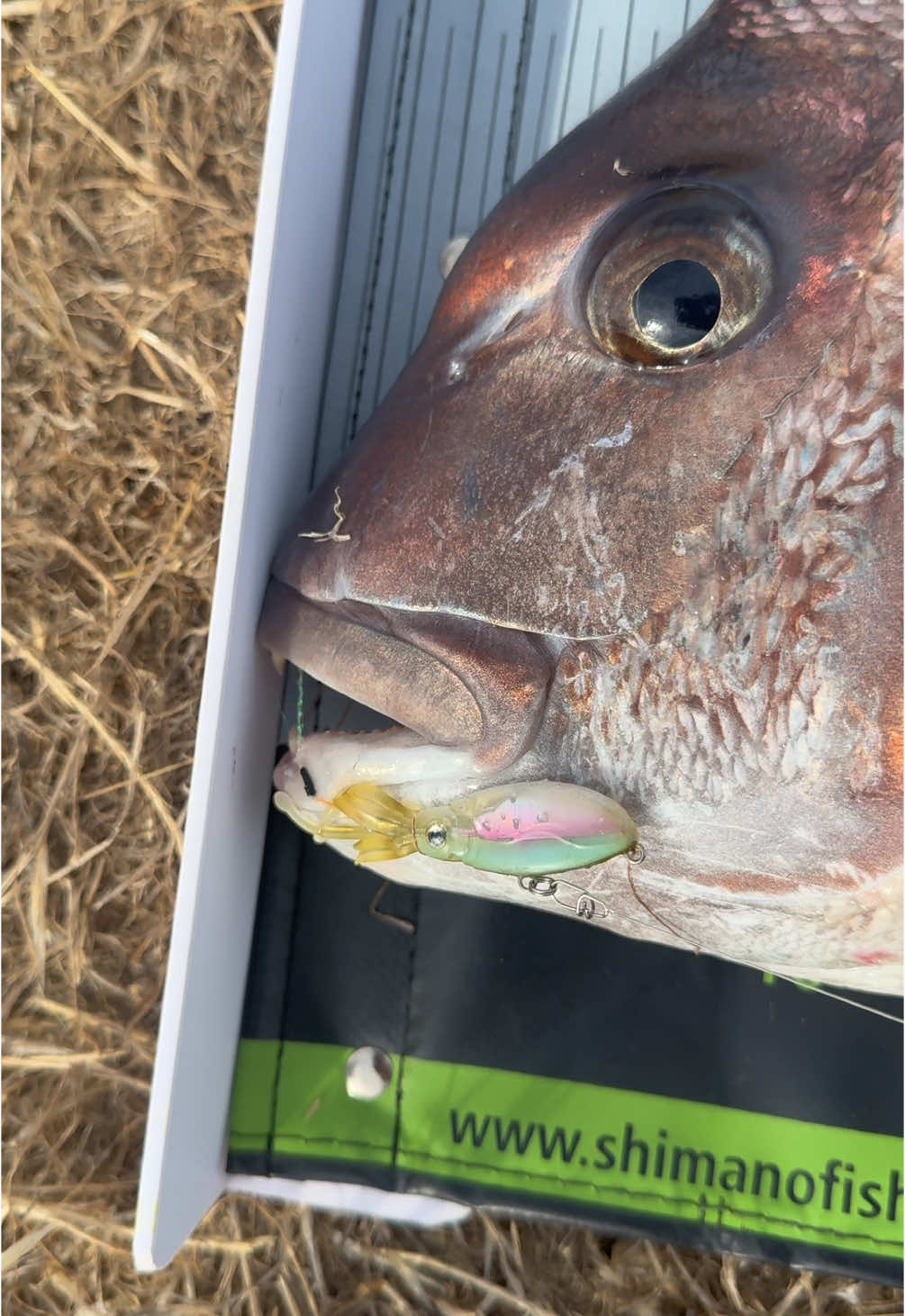 @KookFishing