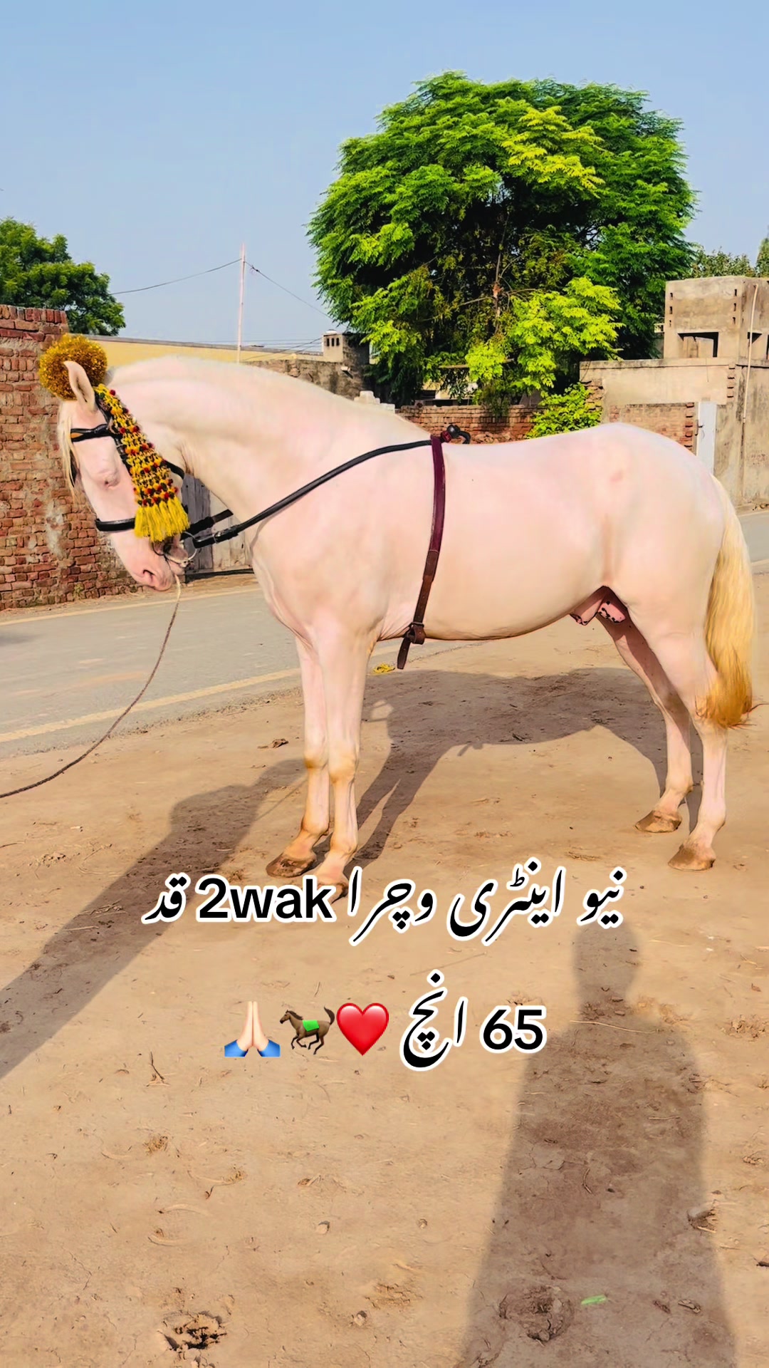 @رانا وقار اشرف 🐎