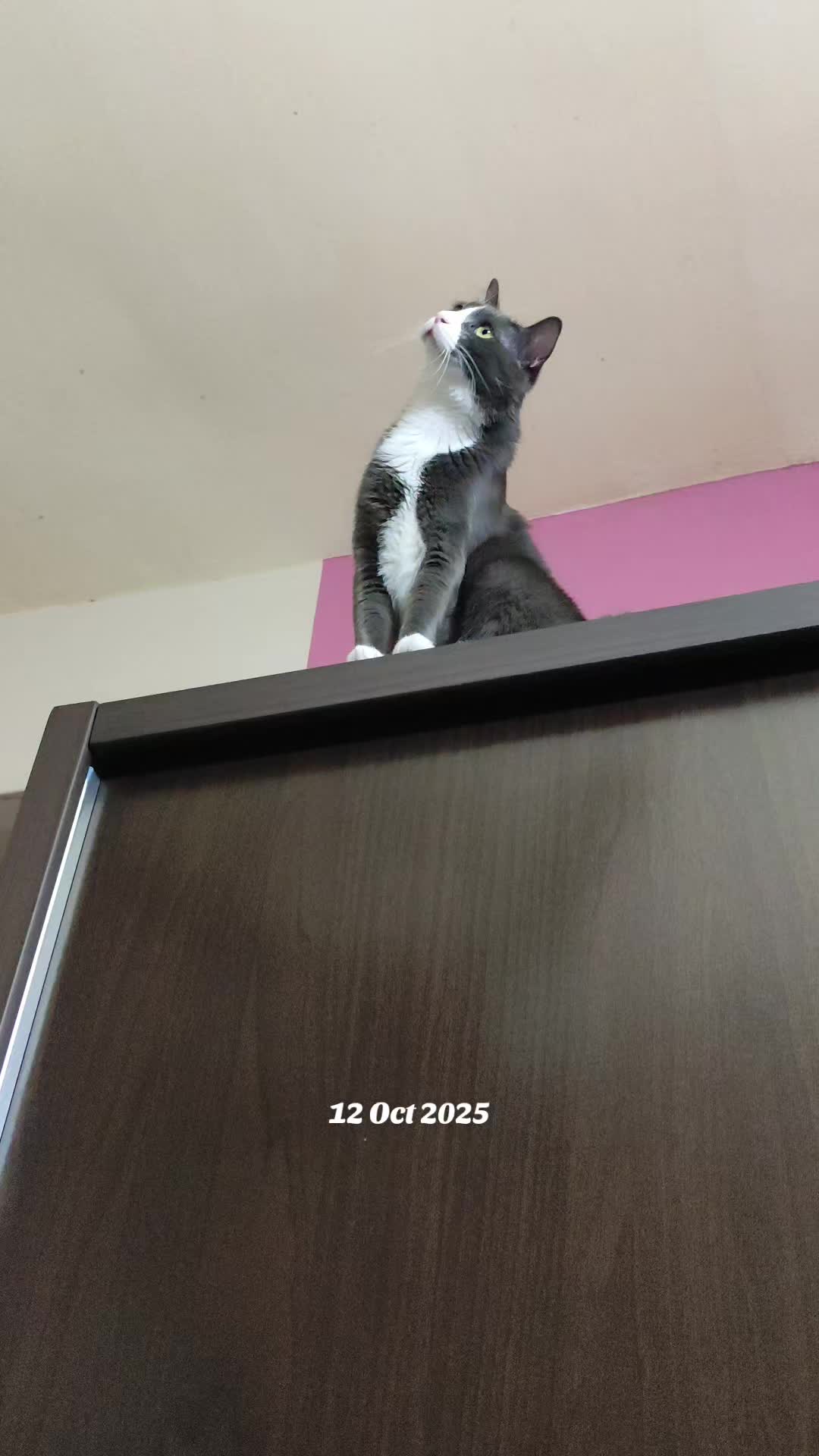 @Omma Kucing 🇲🇾🍉