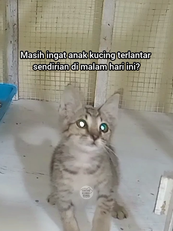 @Kucing Rumah Ronal