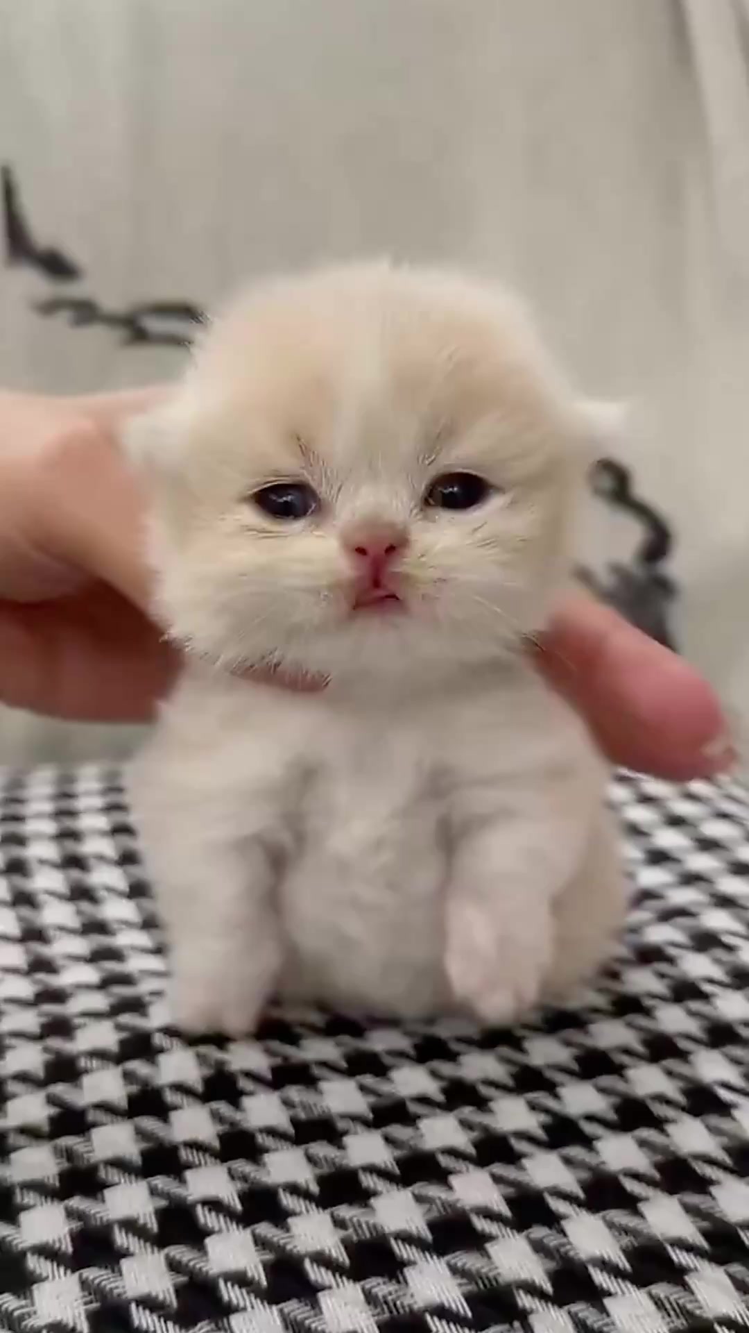@catbosssss