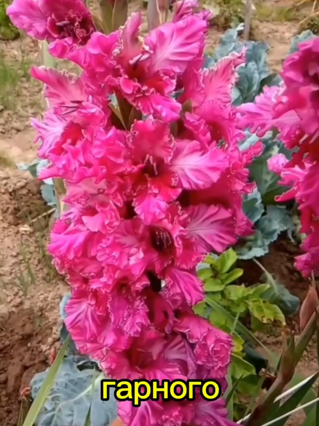 @maxflora0977350481