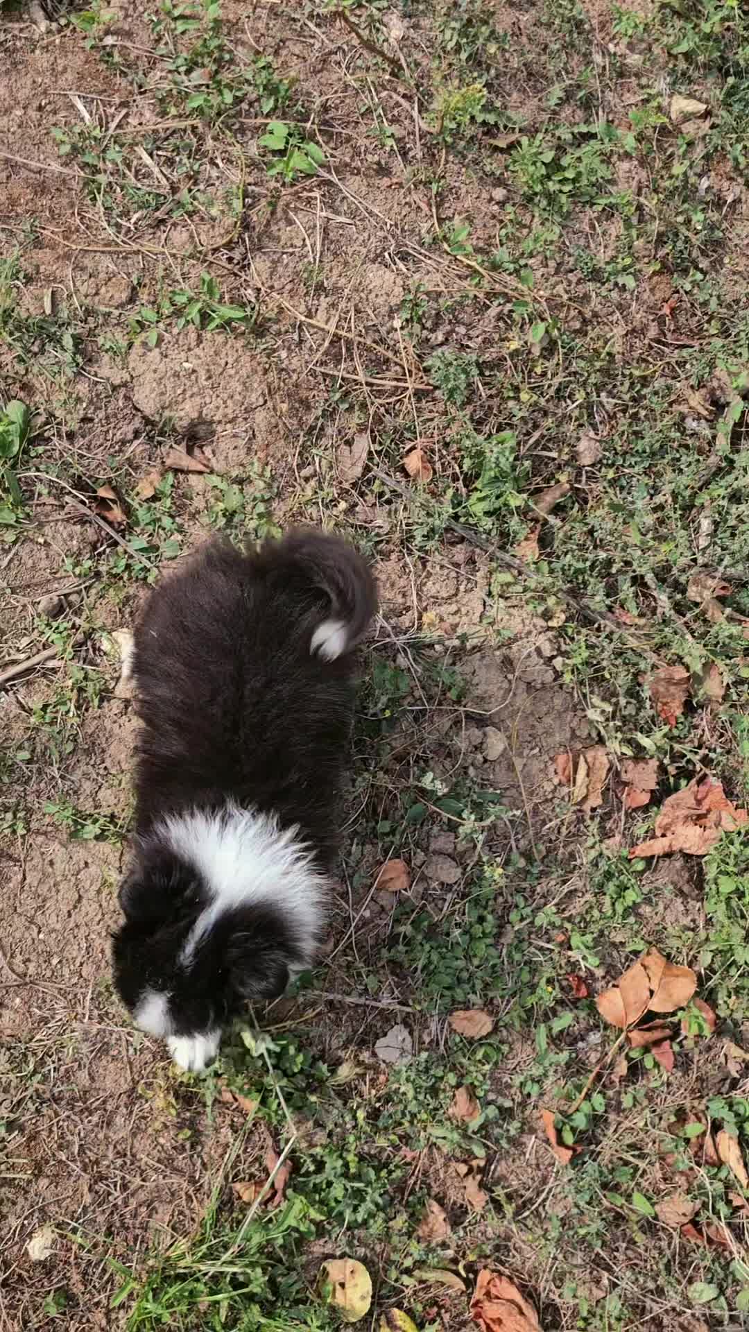 @kennel.dogs