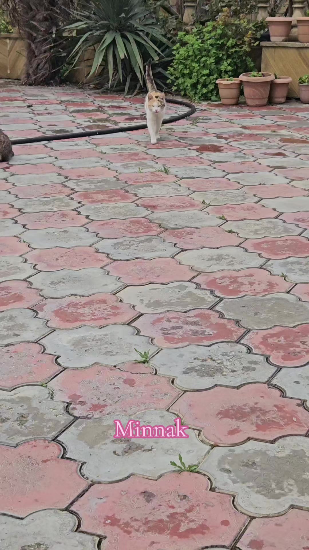 @Könül Şahin