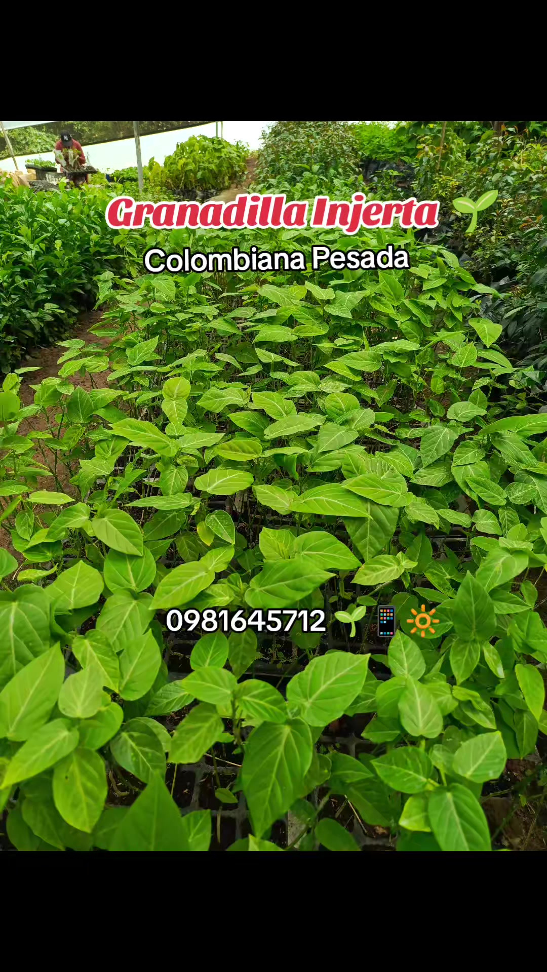 @Germi Plantas 🌱