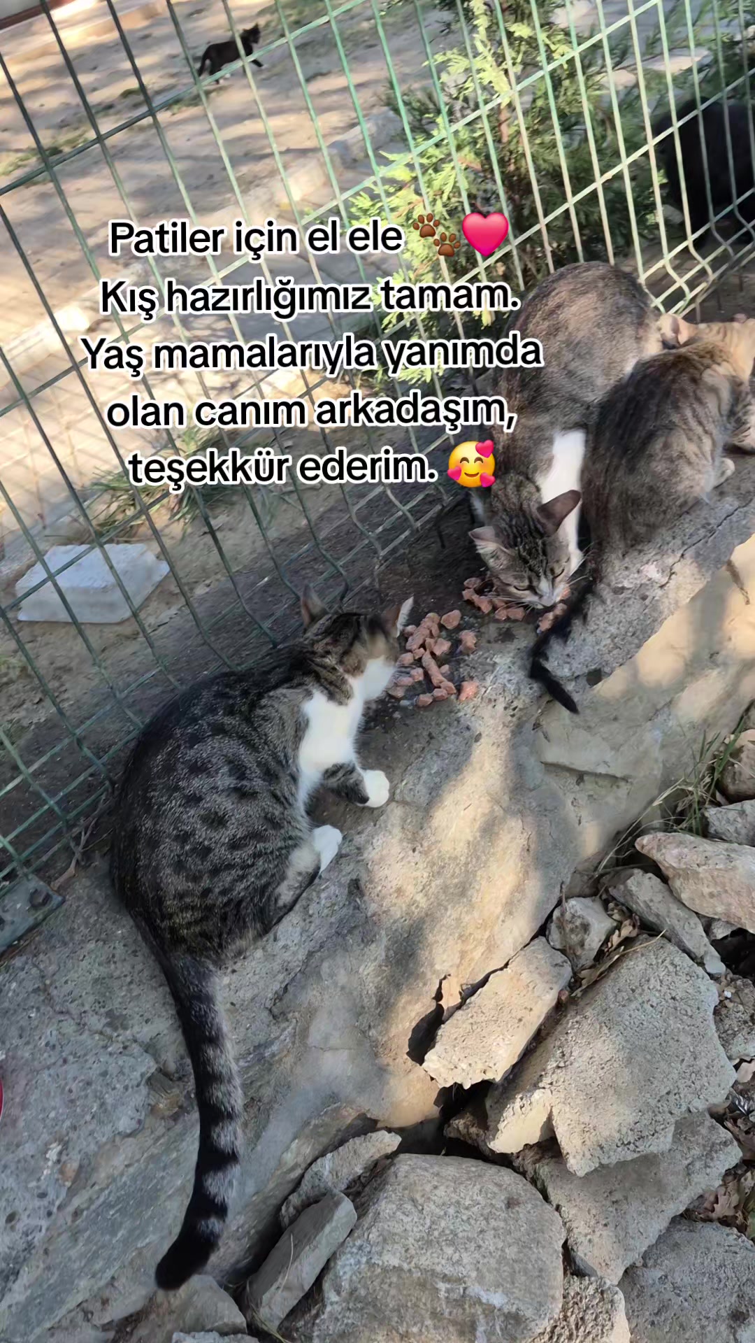 @❤️🐾Patilerin 🐾 dostu 🐾❤️