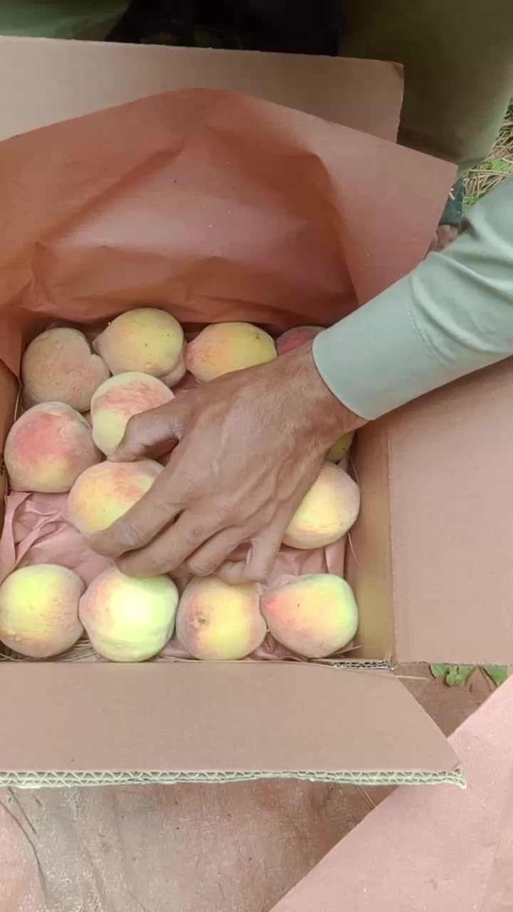 @🍎swat fruit 🍎