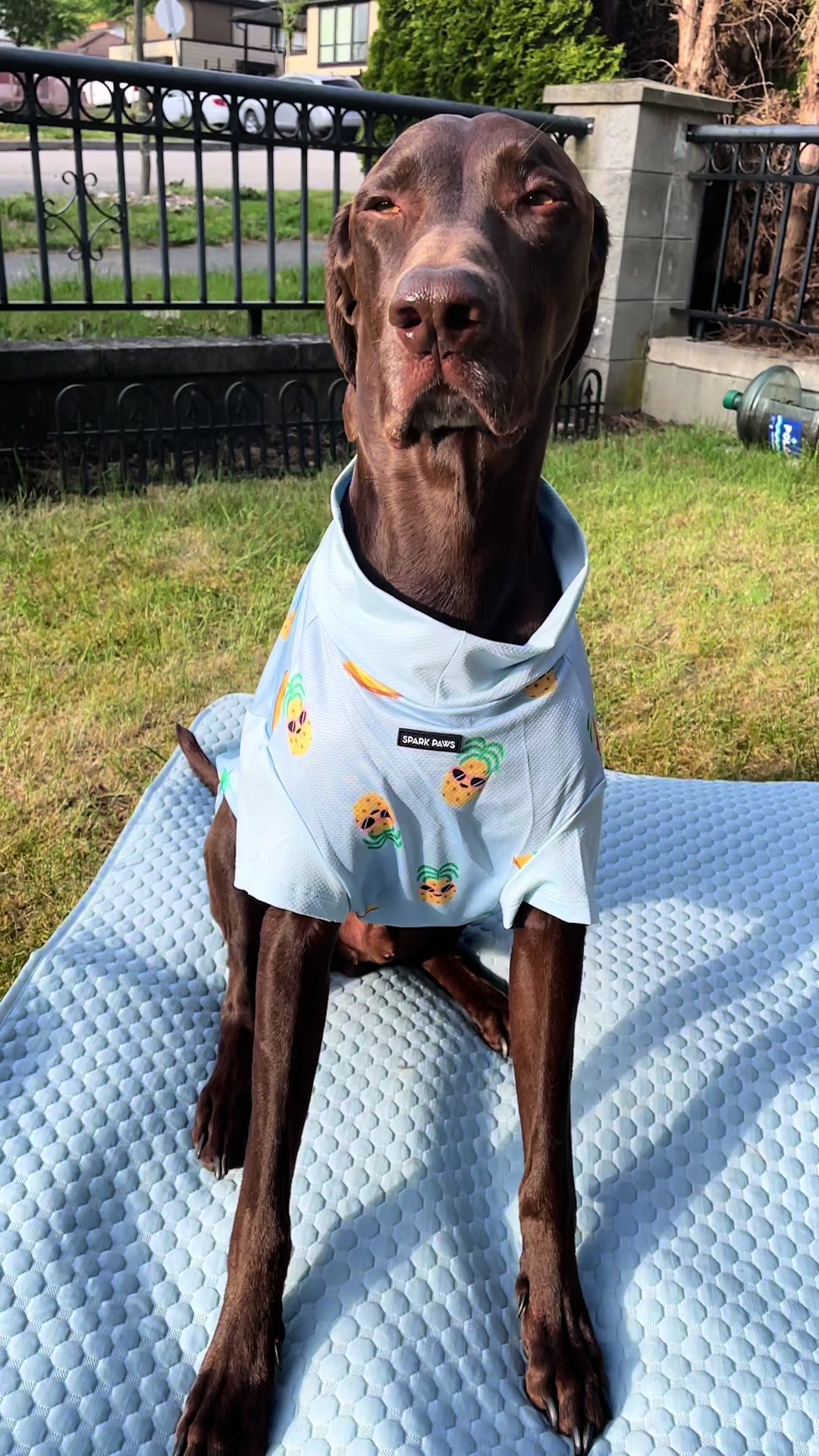 @Rocky_and_mom 🐾❤️🐶