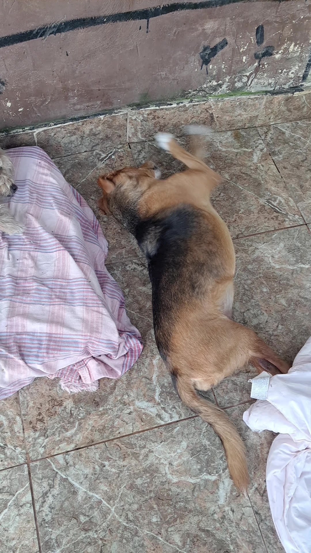 @Ismael e sua AuAuCreche 🐶💖