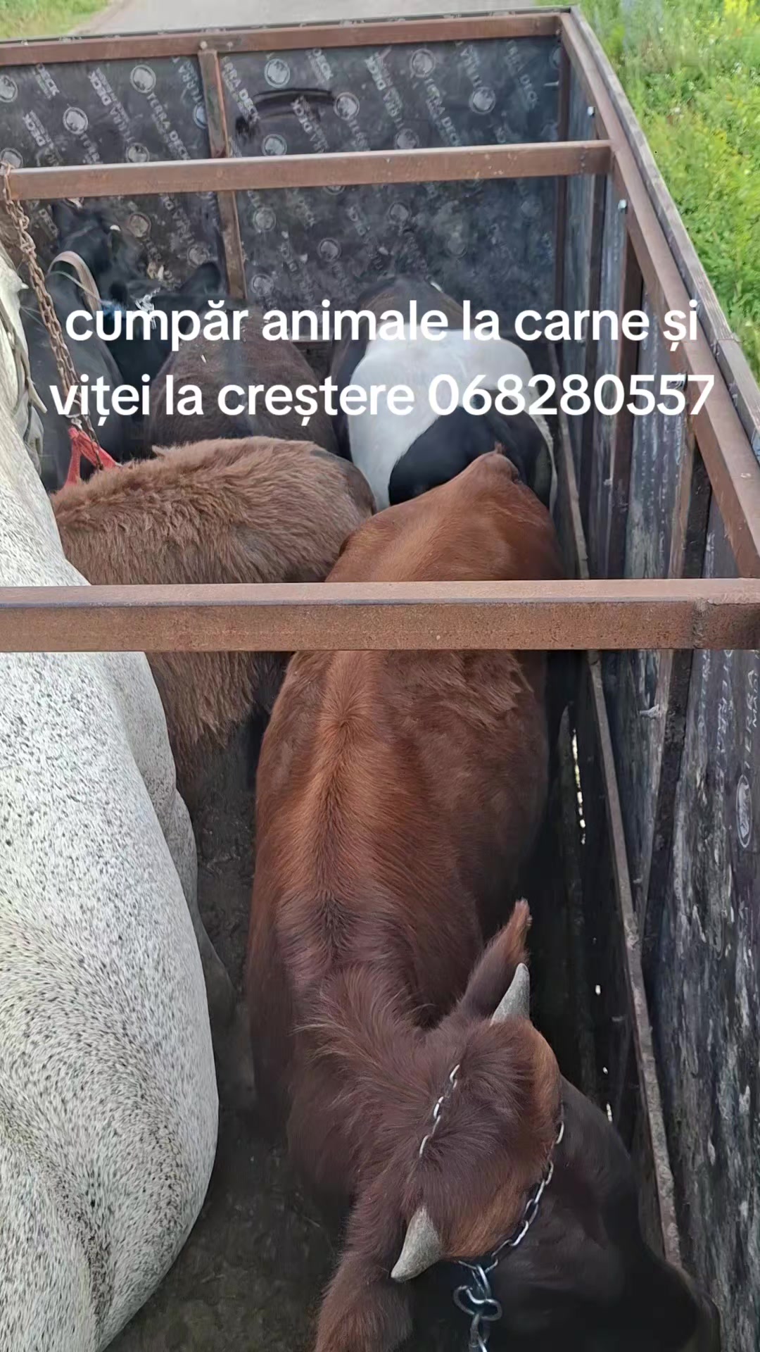 @romanbesleaga059