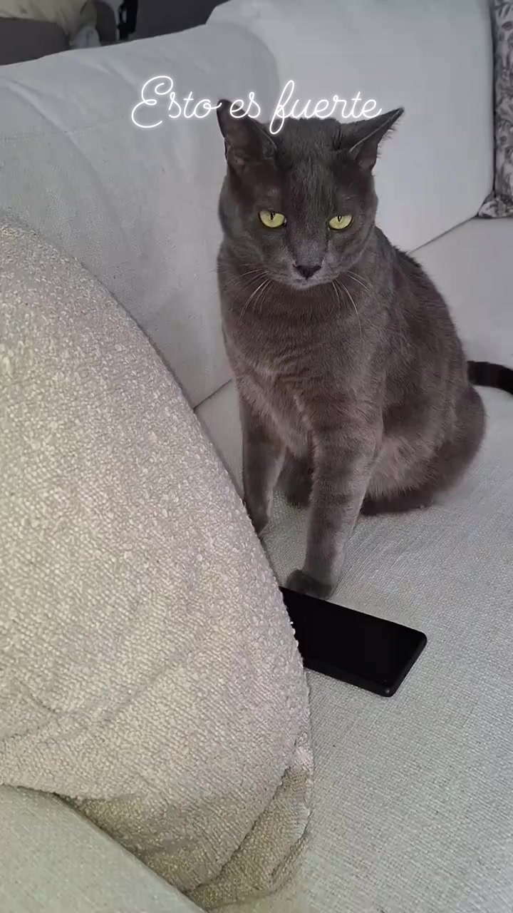 @Luigui Lobo Pérez