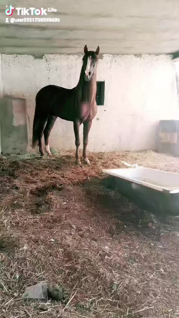 @نور الدين