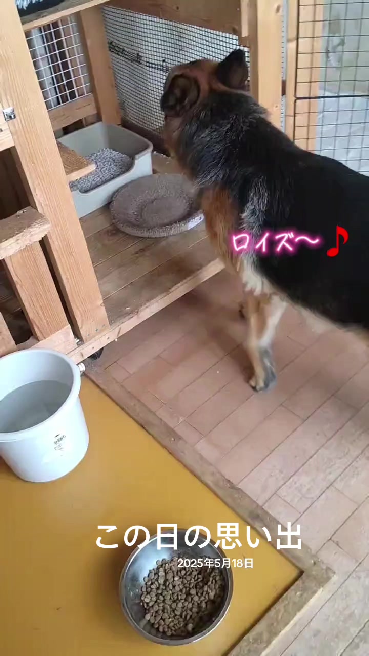 @ANIMAL♡M