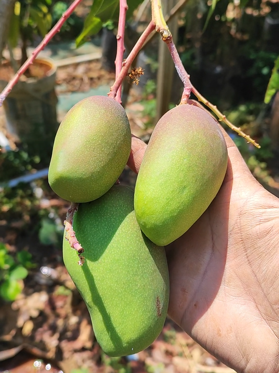 @GardeningFruits
