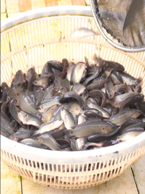 @Trại Cá Giống Quang Lâm