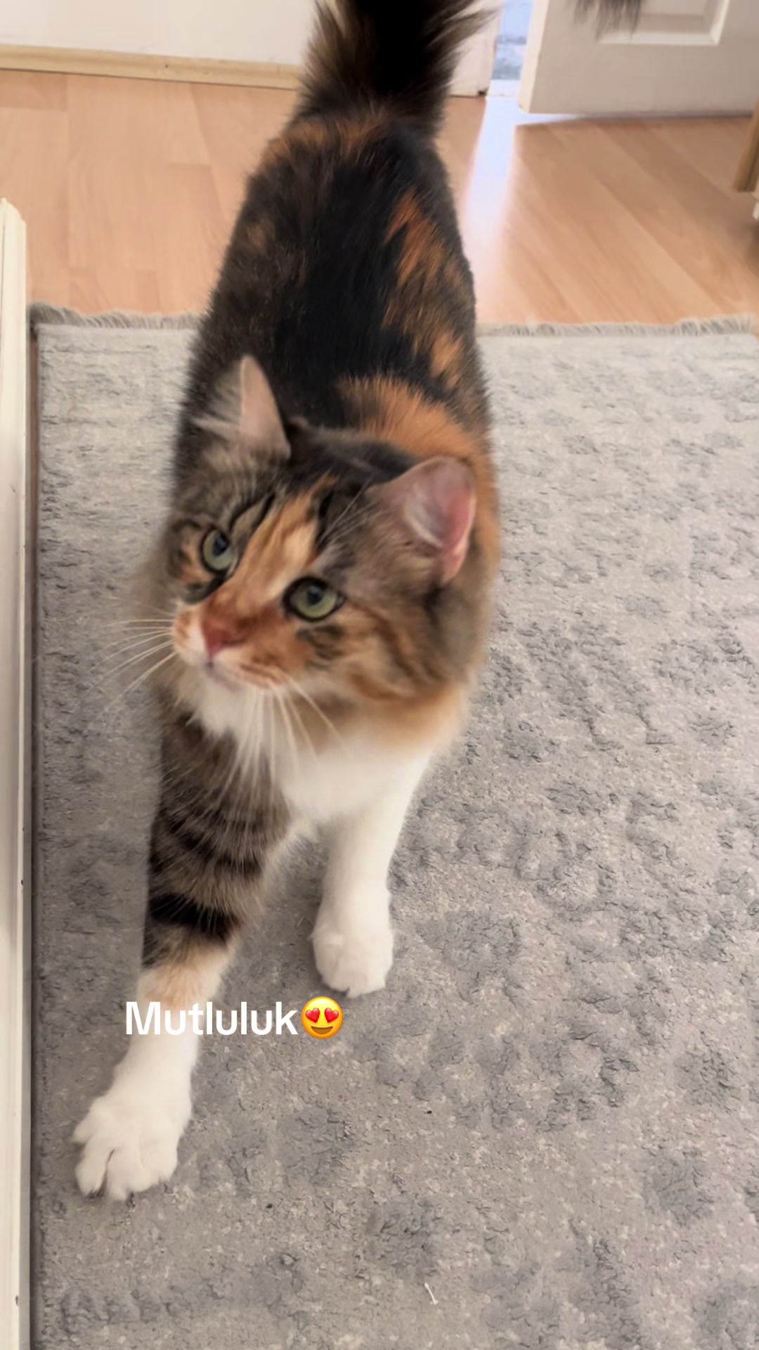 @konusankediminnos