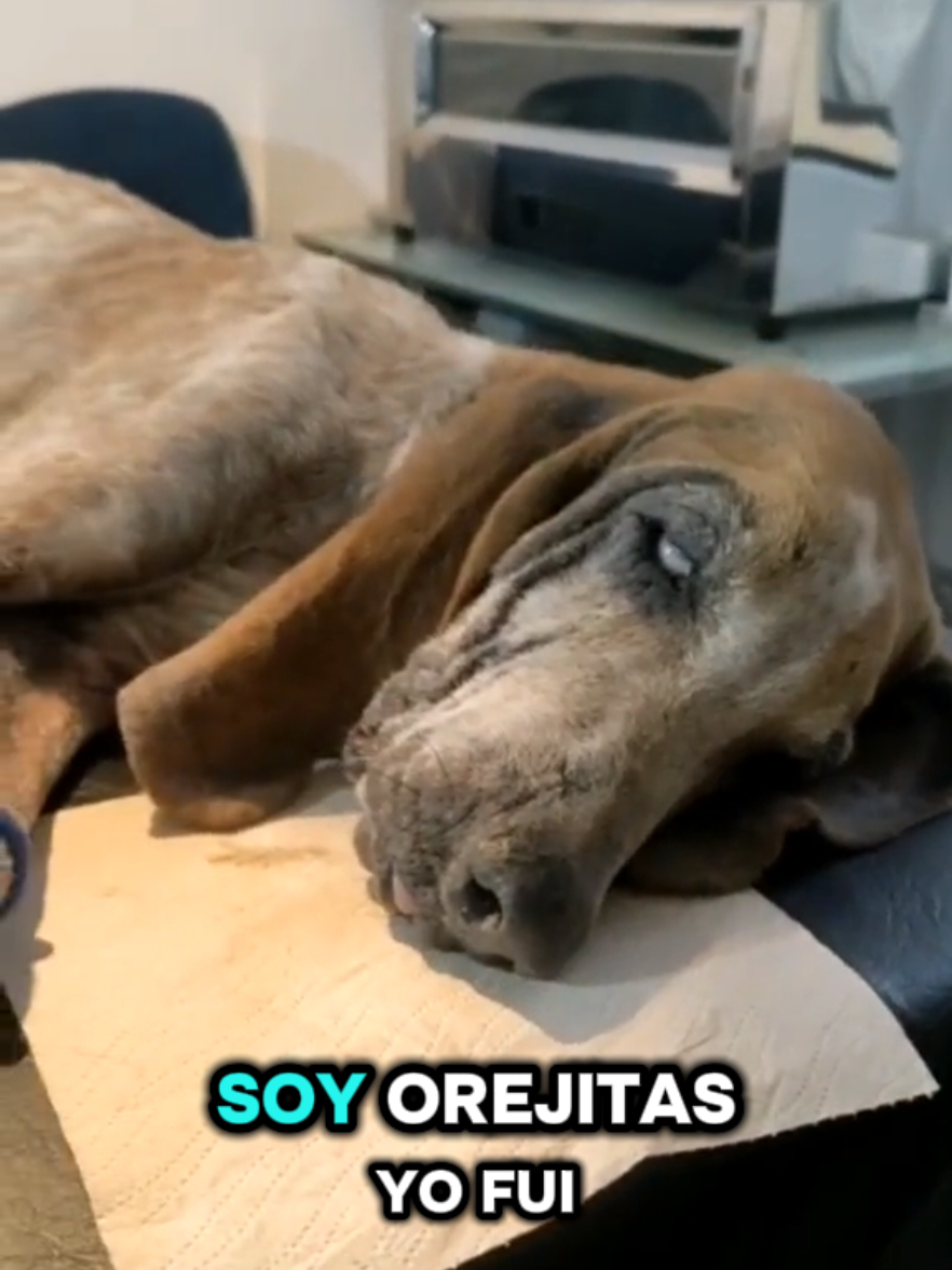 @Cl&iacute;nica la Vet Oriente