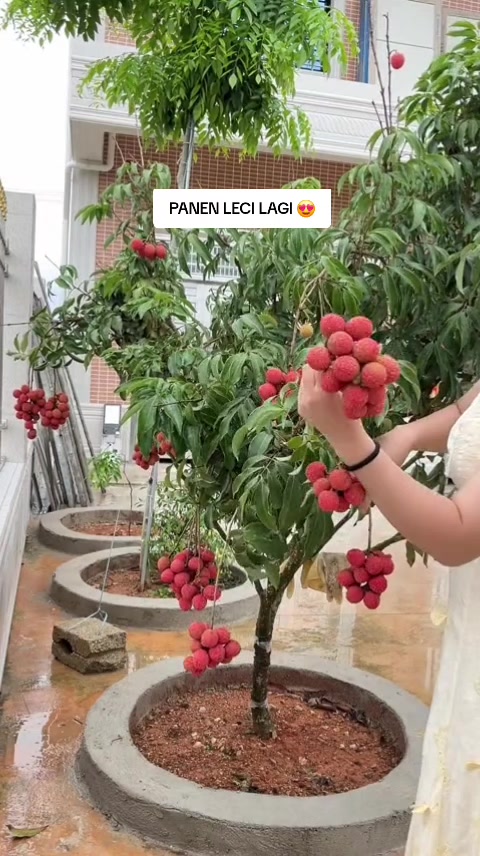 @cacaourell