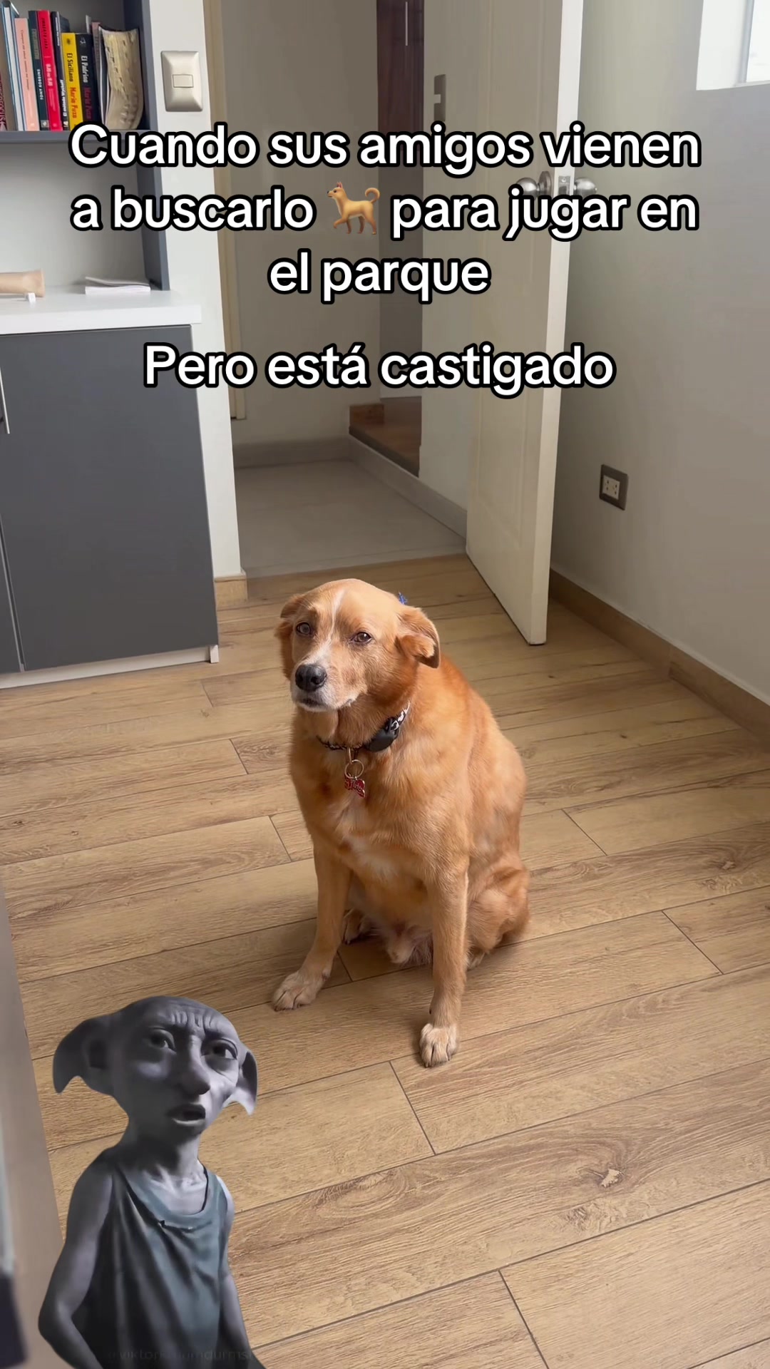 @Diario de Donny🐕 y mami👩🏻