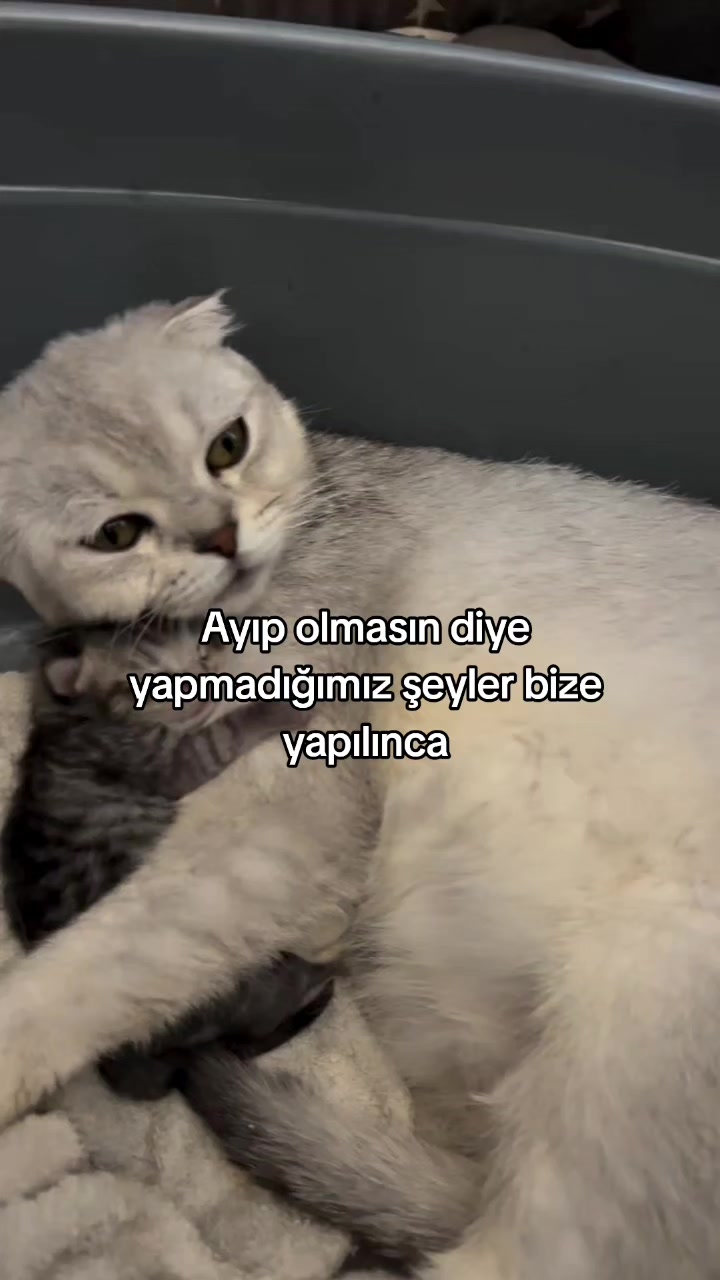 @rolland
