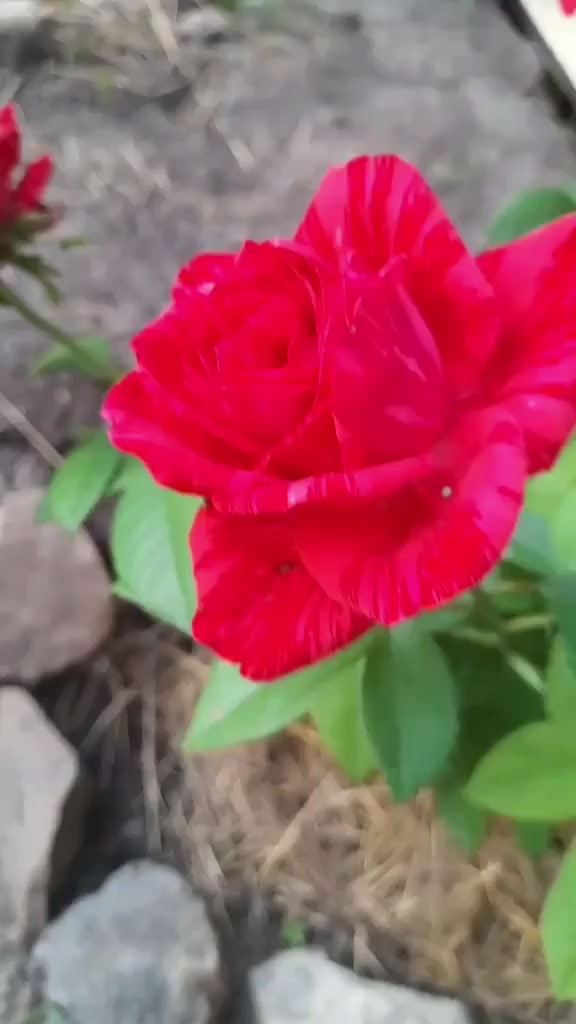 @ДИЗАЙНЕР👗🪡🎁#ДляКапризних👑