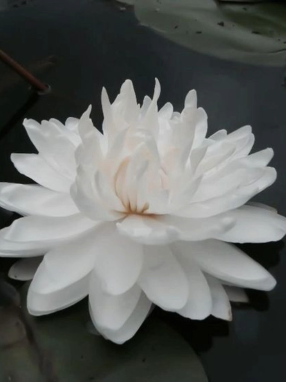 @liinaswayy⊹