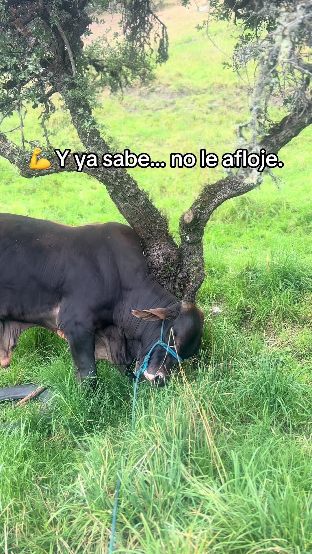 @MiGanado-Boyacá