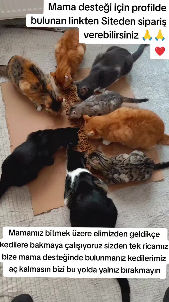 @@kedisizevolmaz