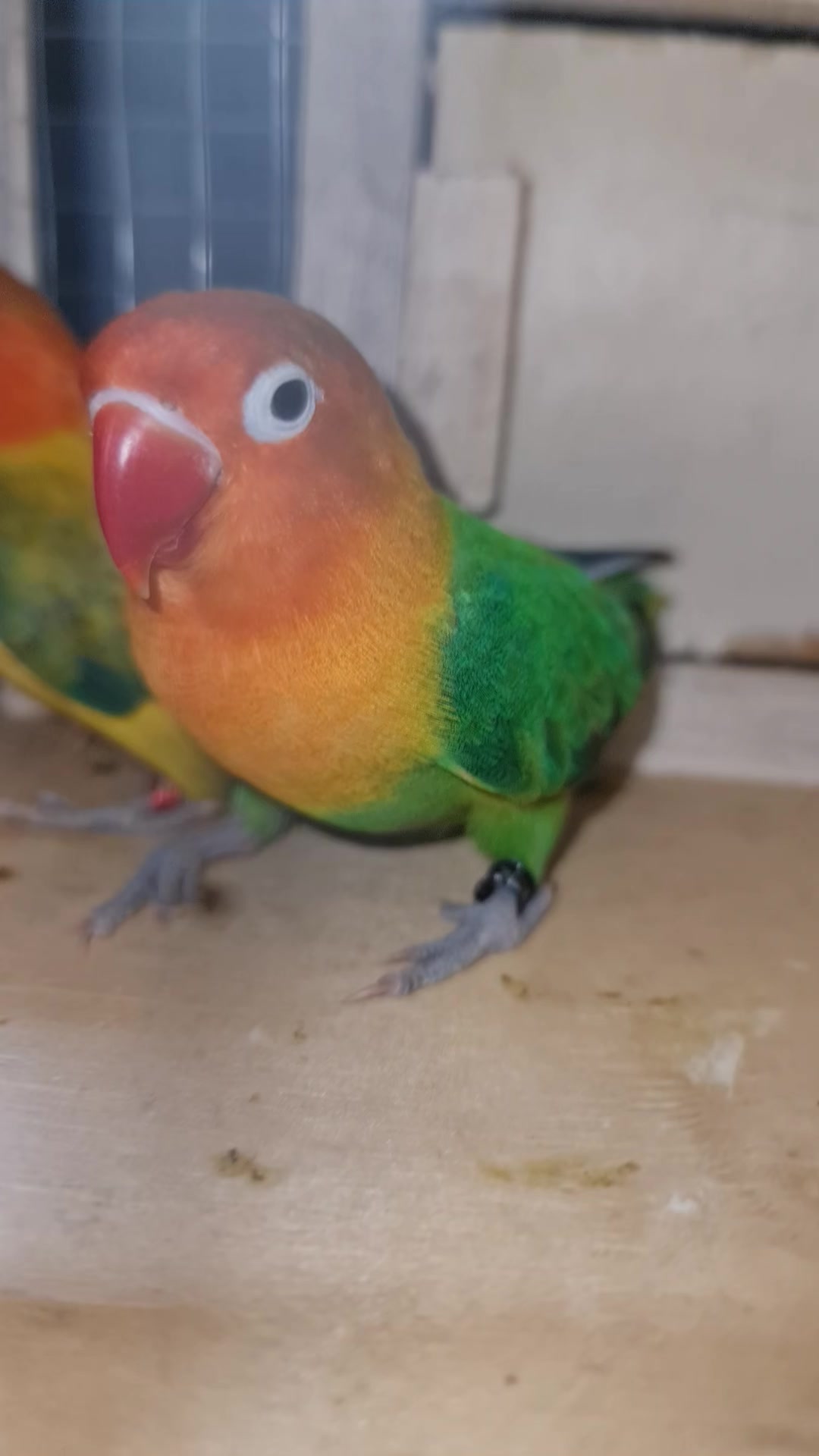 @ROYAL BIRD US