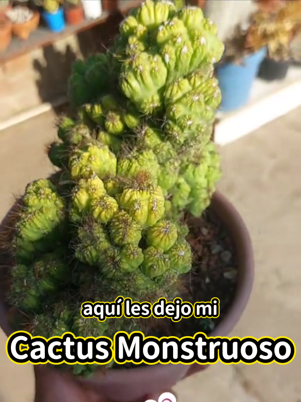@Encanto Suculento