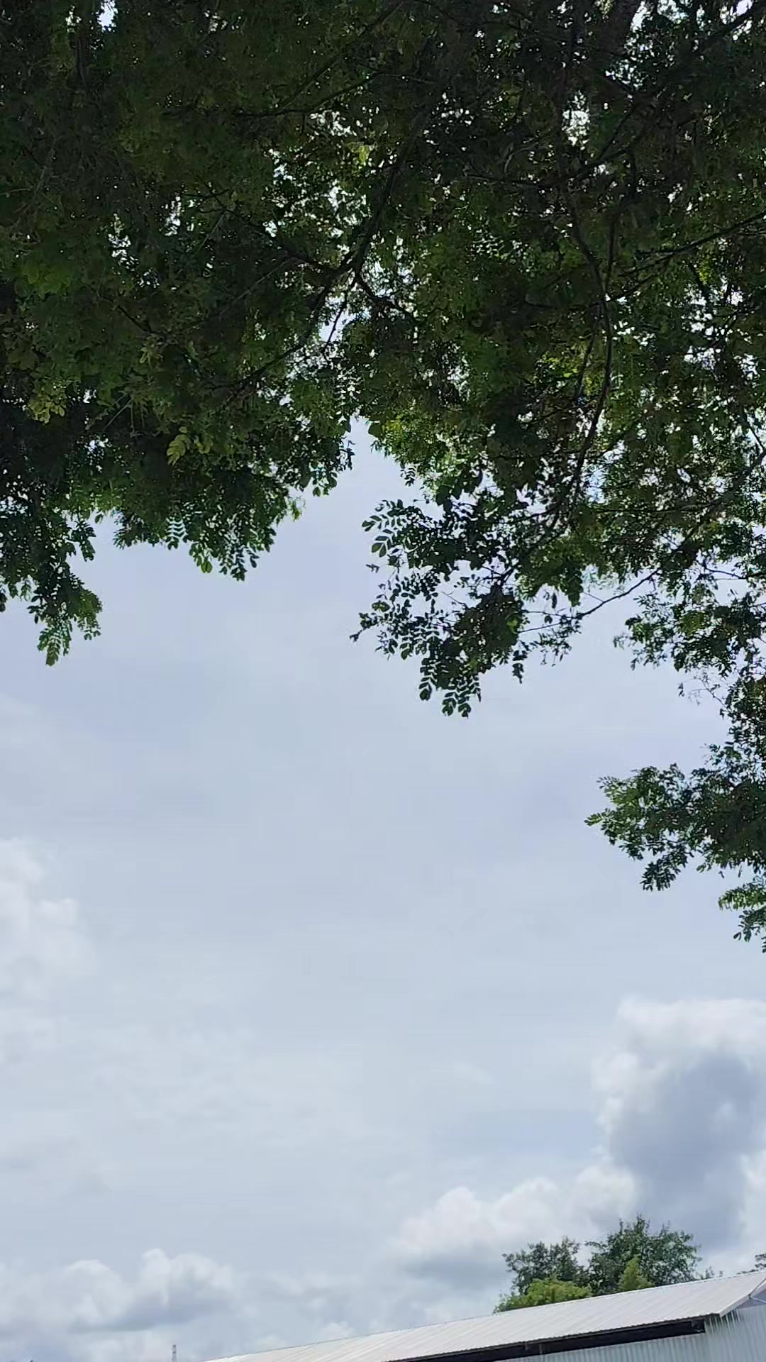 @laptt
