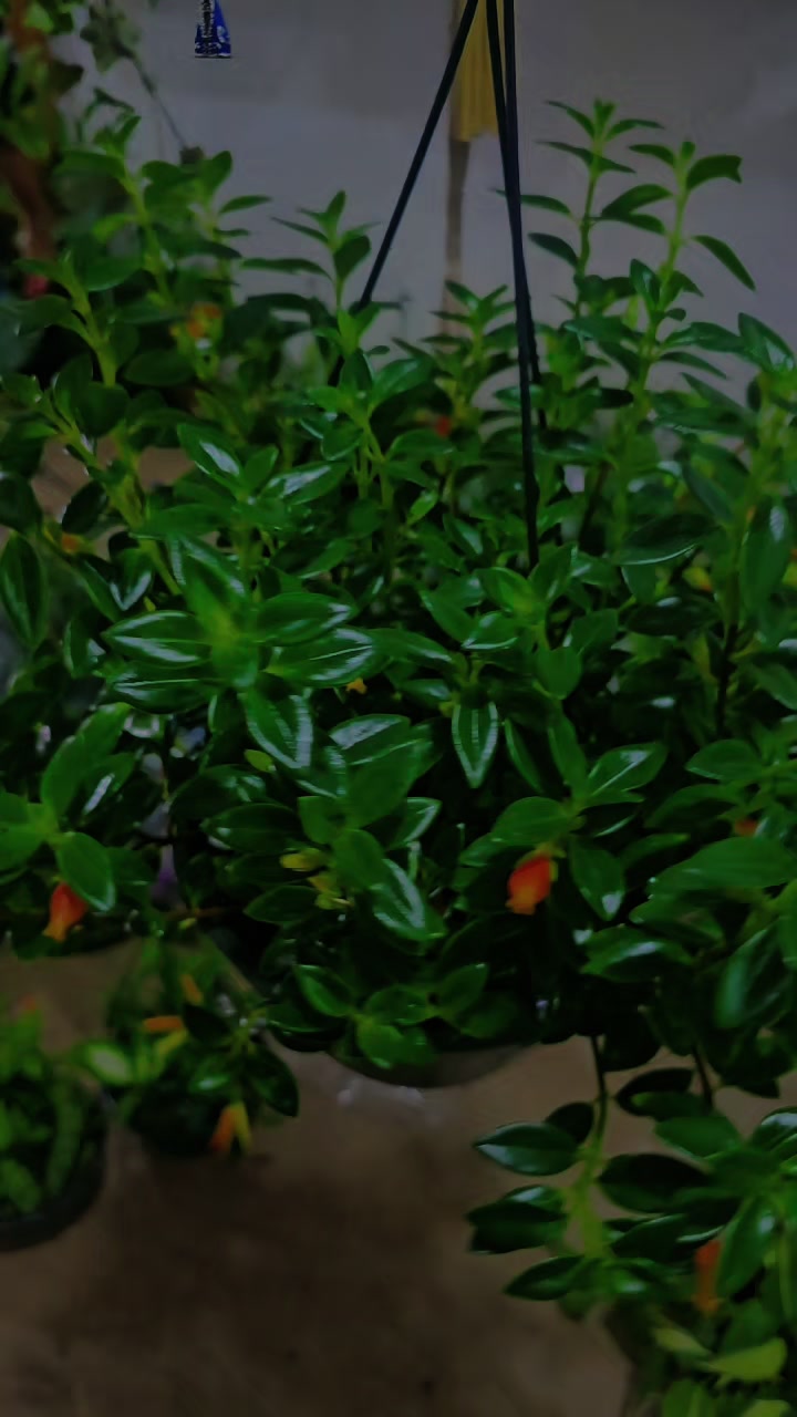 @Green House bonsai