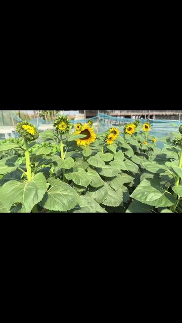 @Shwe Nyar Myay Travel & Tour