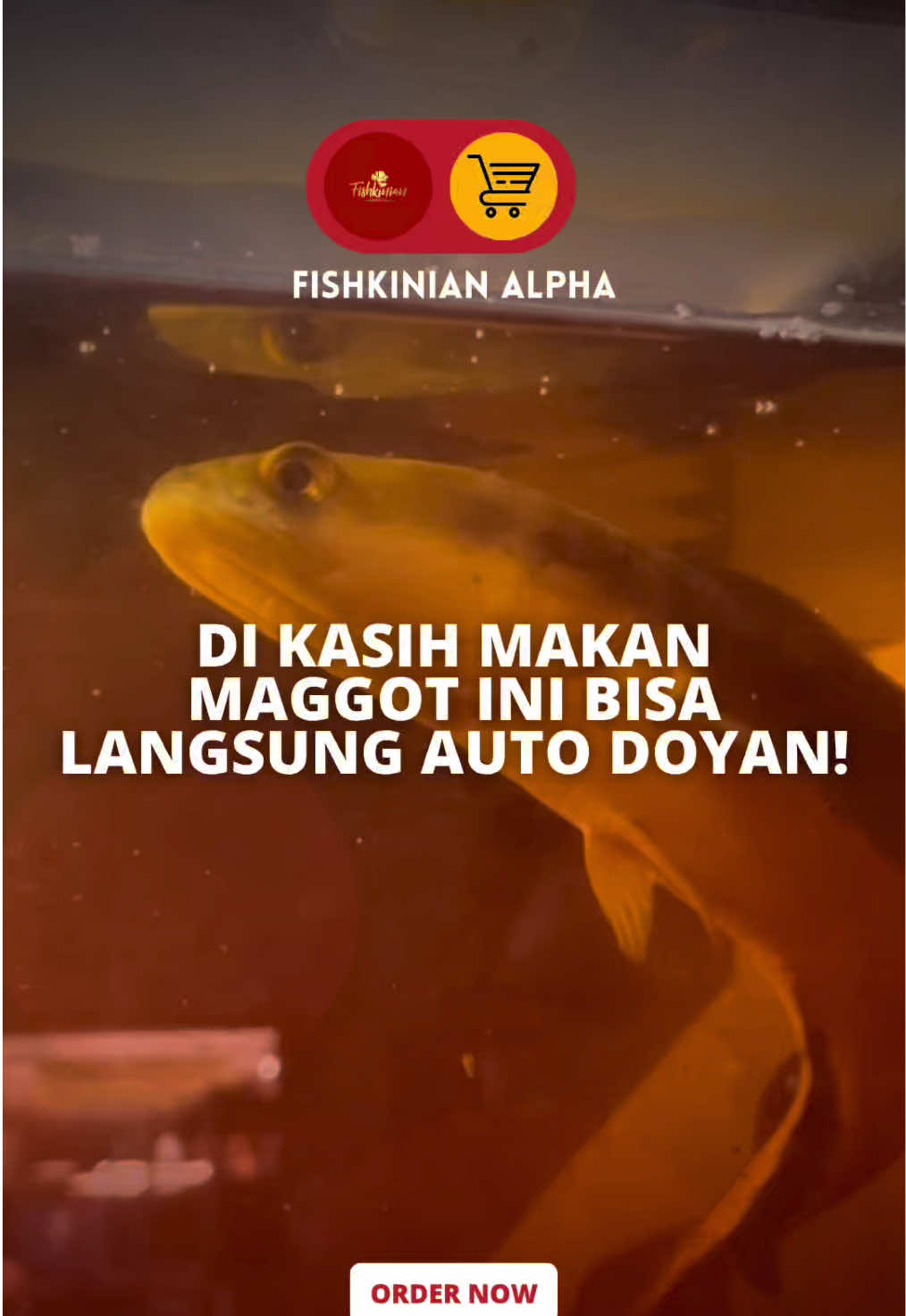 @Fishkinian Alpha1