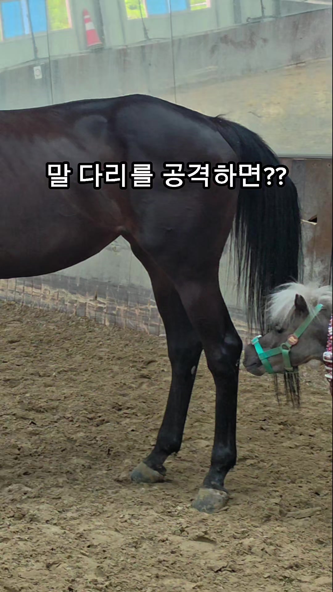 @작은말월리 | 월리플랍🦄
