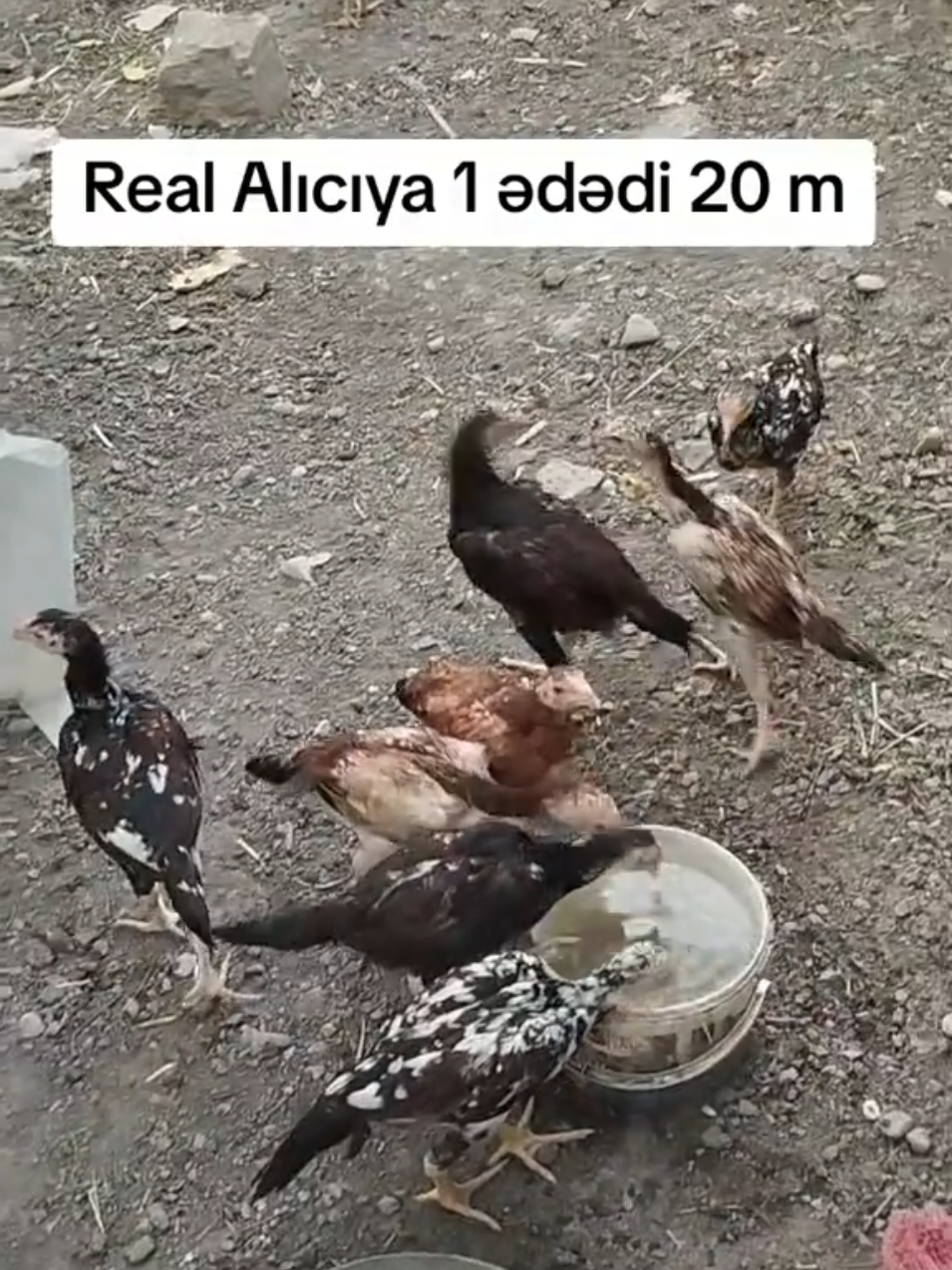 @kurdemir heyrati satisi