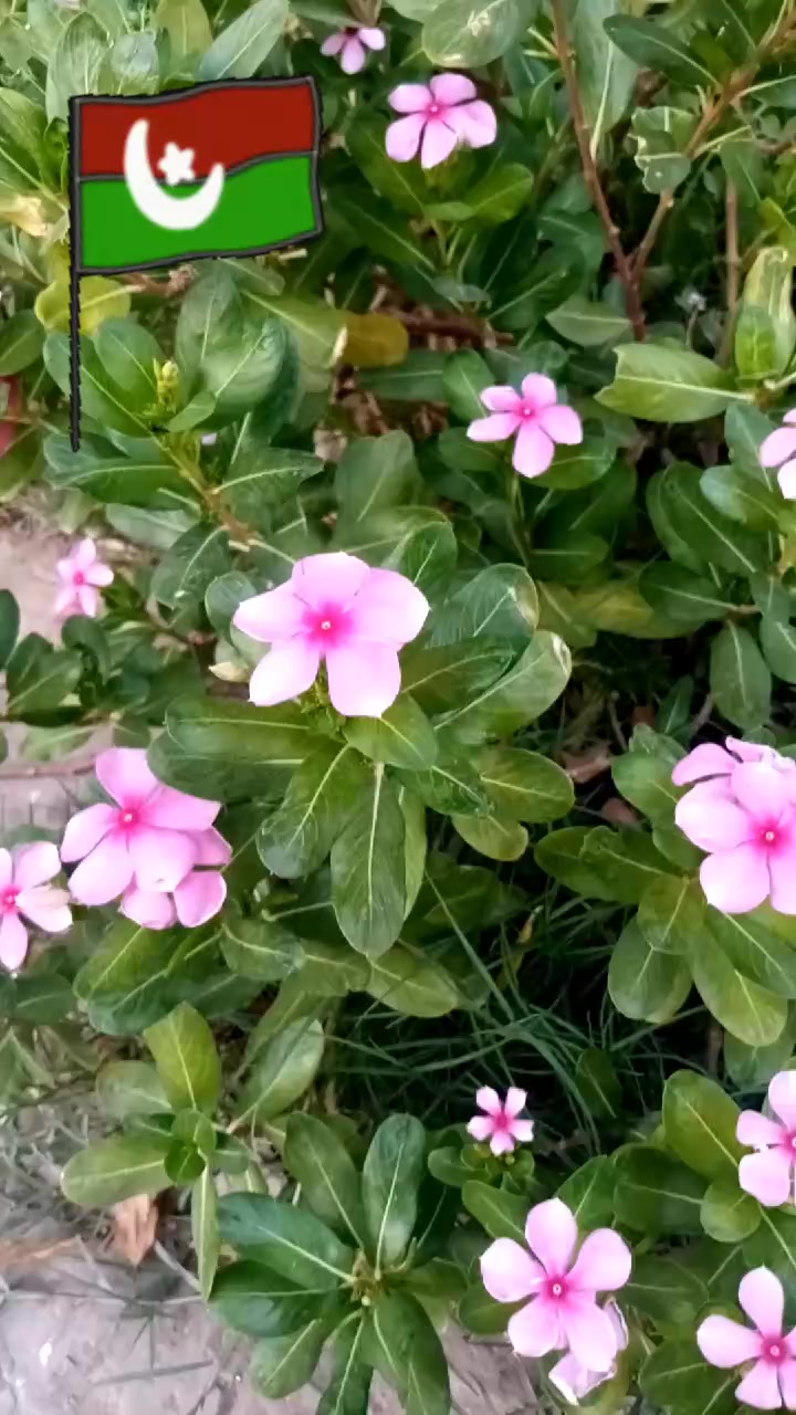 @ֆʏɛɖ զǟʏօօʍ ʝɨʟʟǟռɨ 🇧🇫