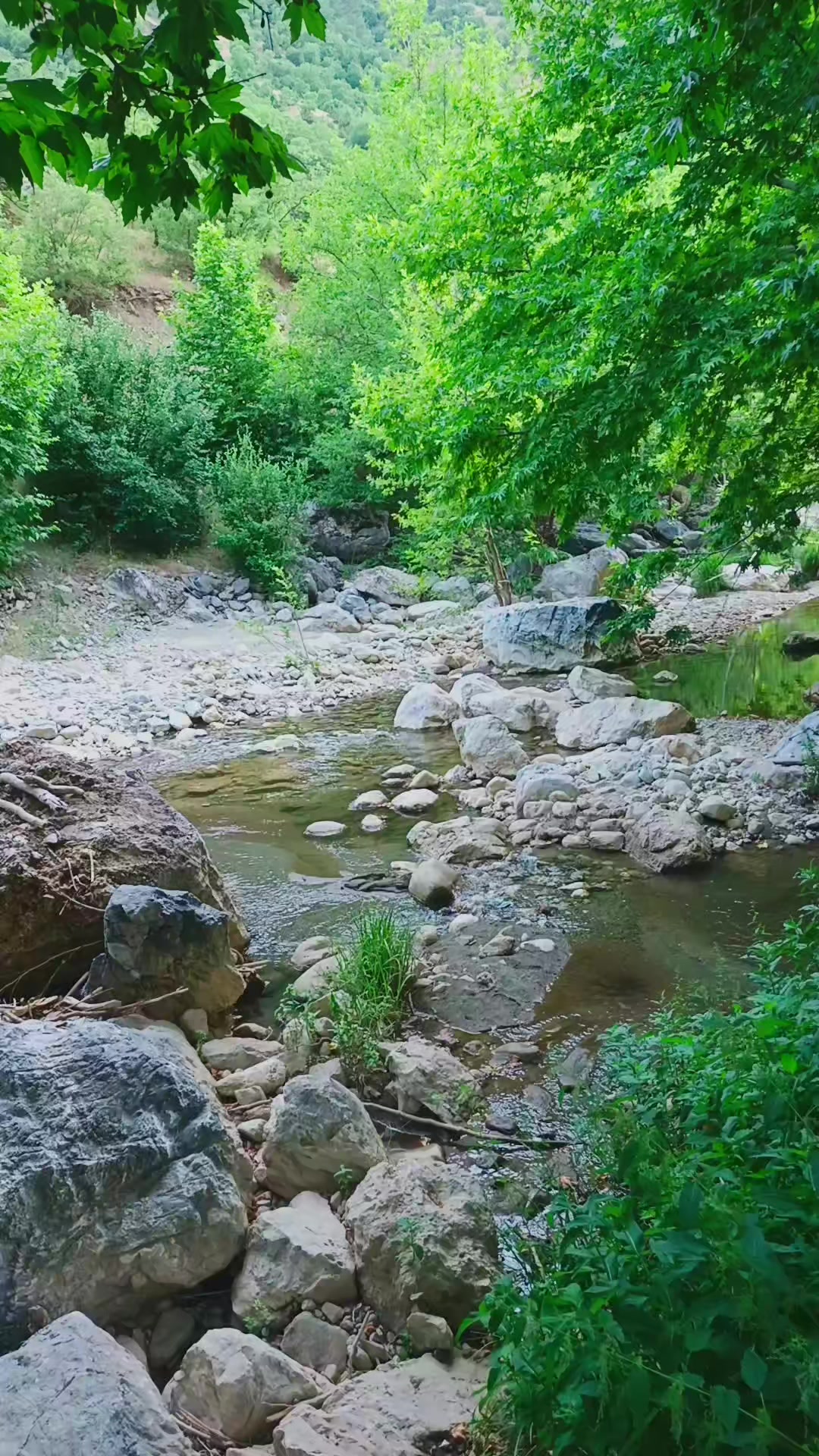 @hakkı saz4646