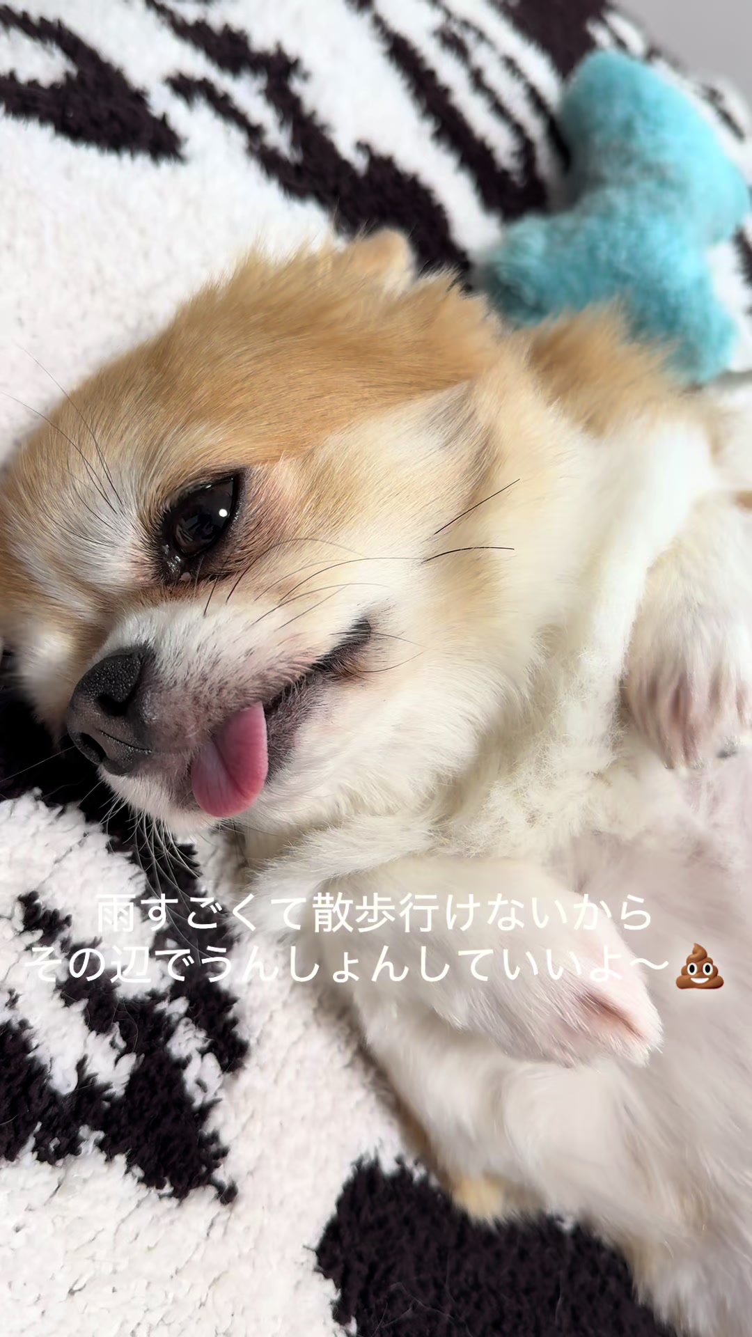 @心太