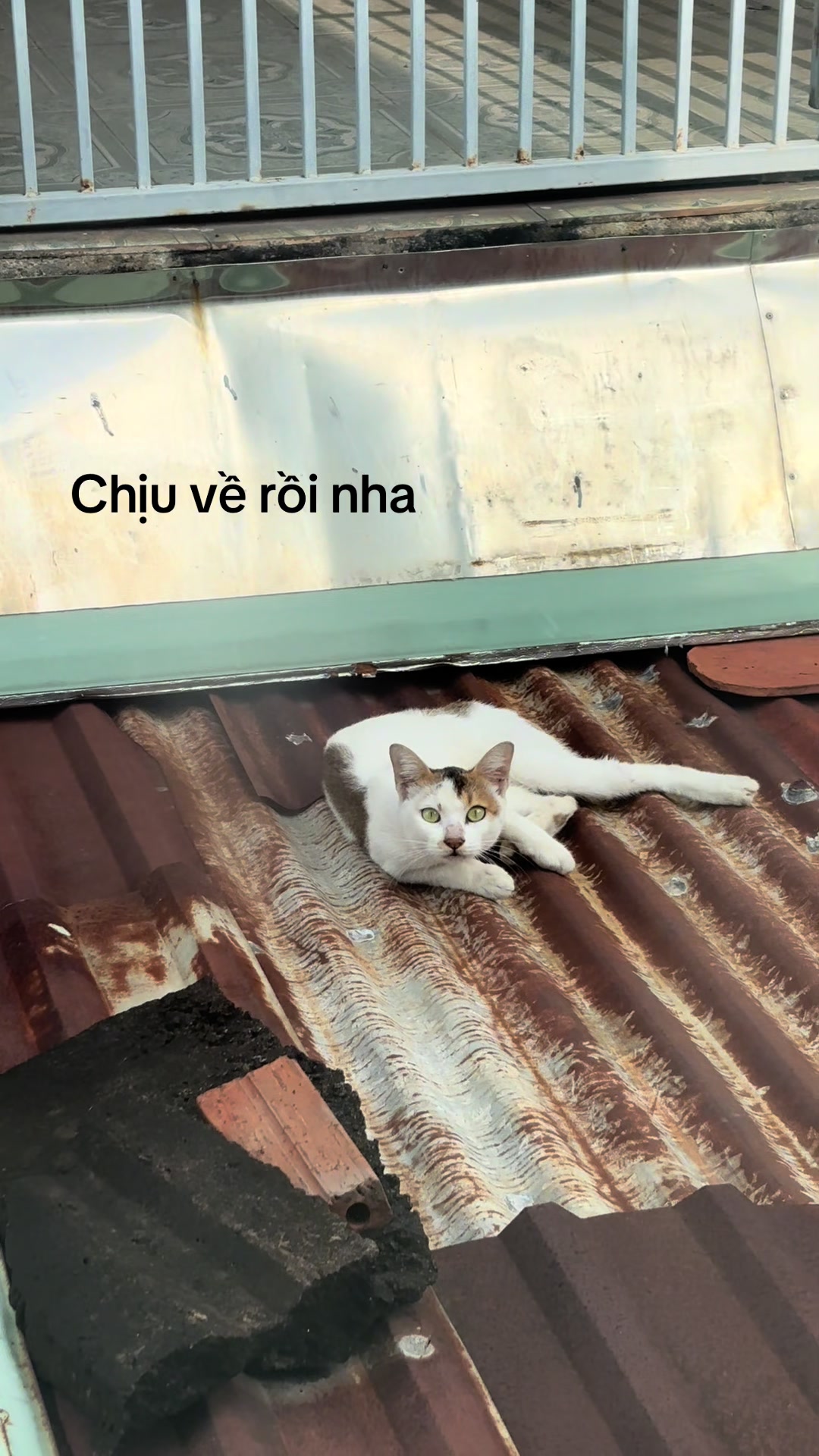 @Xù xinh xắn