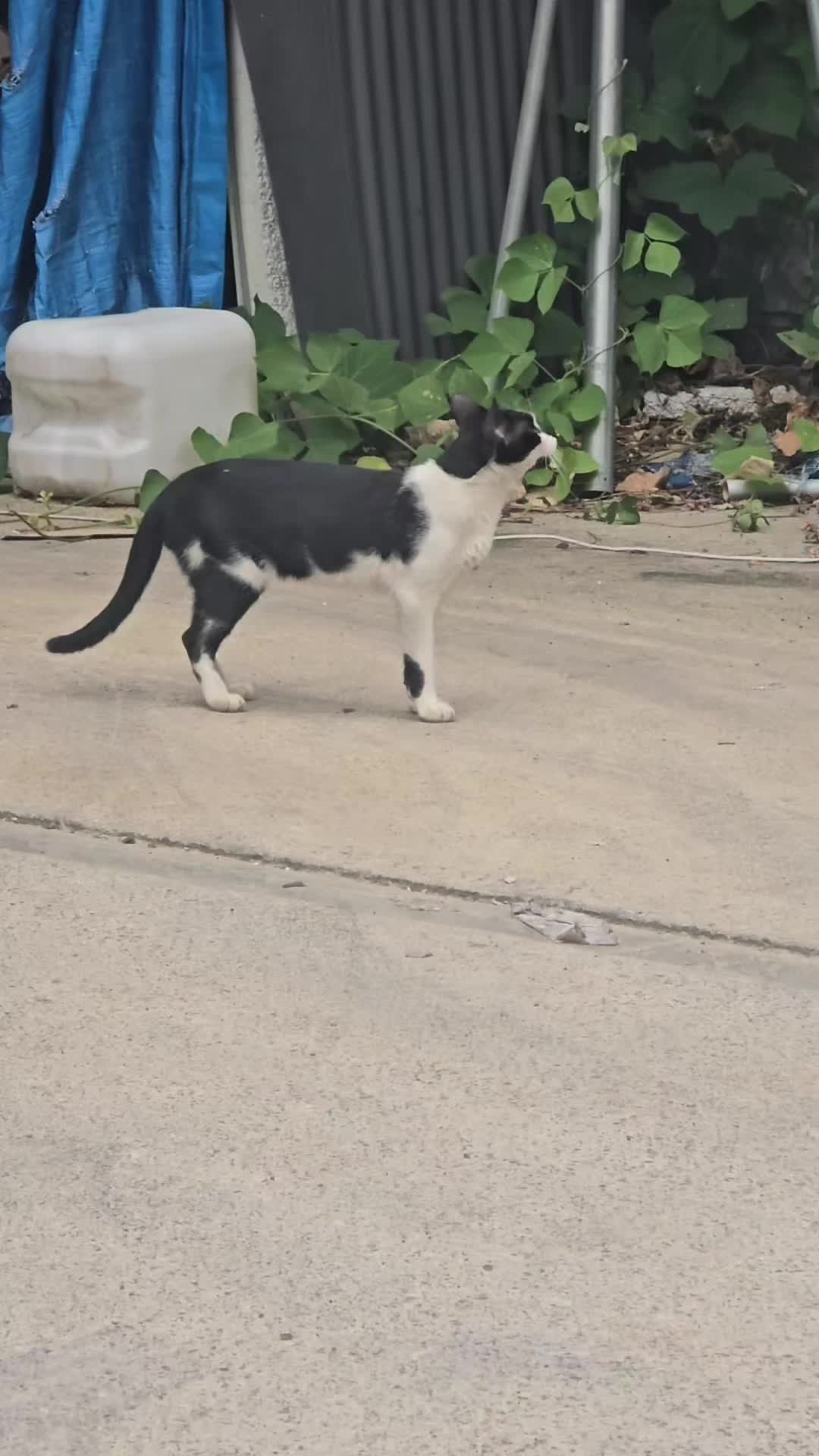 @고양이 형아