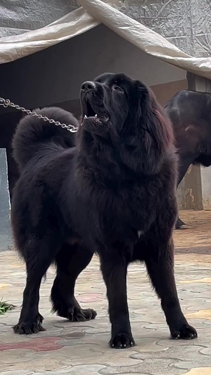 @Kashmiri_Bakrwal_Dog