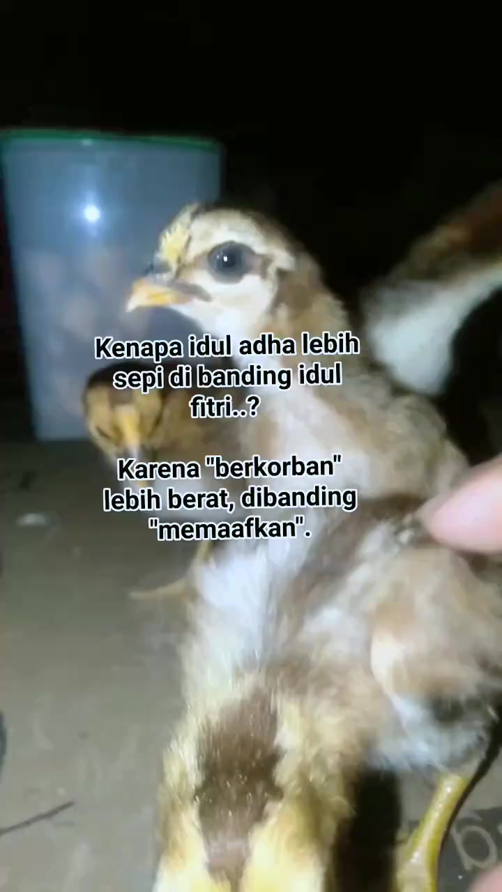 @Kandang Japaring 🐓