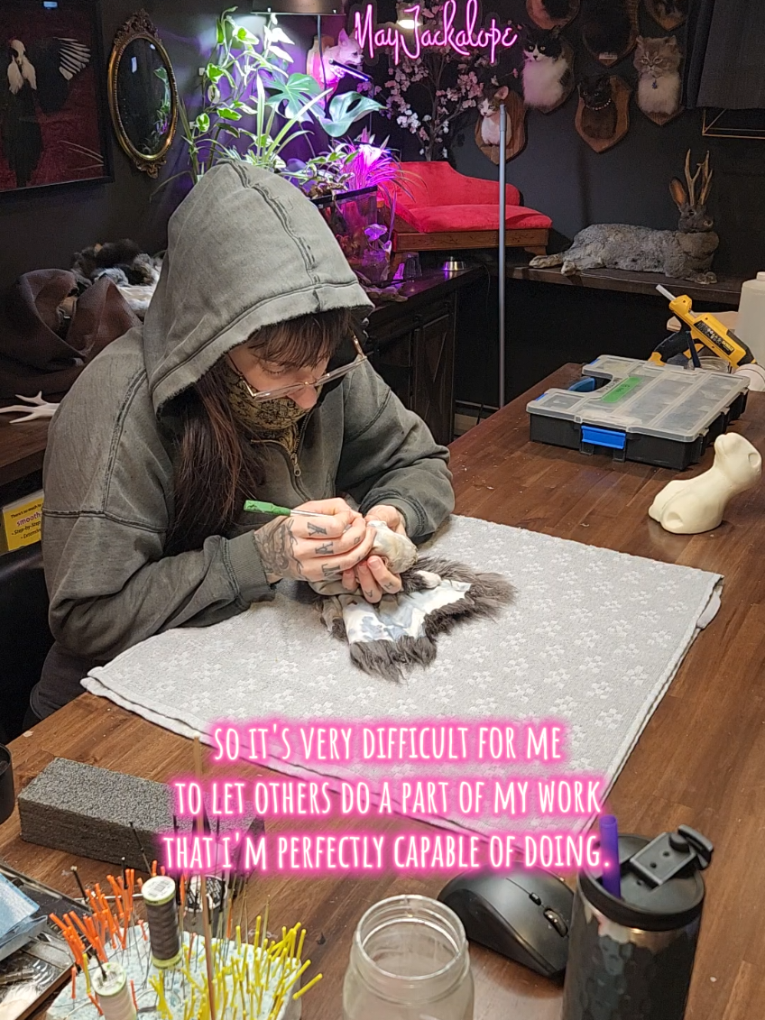 @May Jackalope Taxidermy 🇨🇦