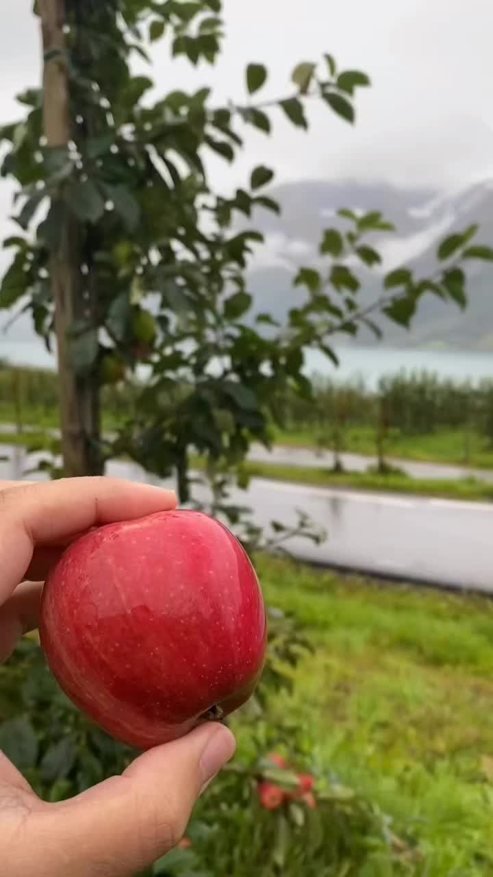@MountainBOY🇳🇴🇨🇭🇦🇹🇵🇰